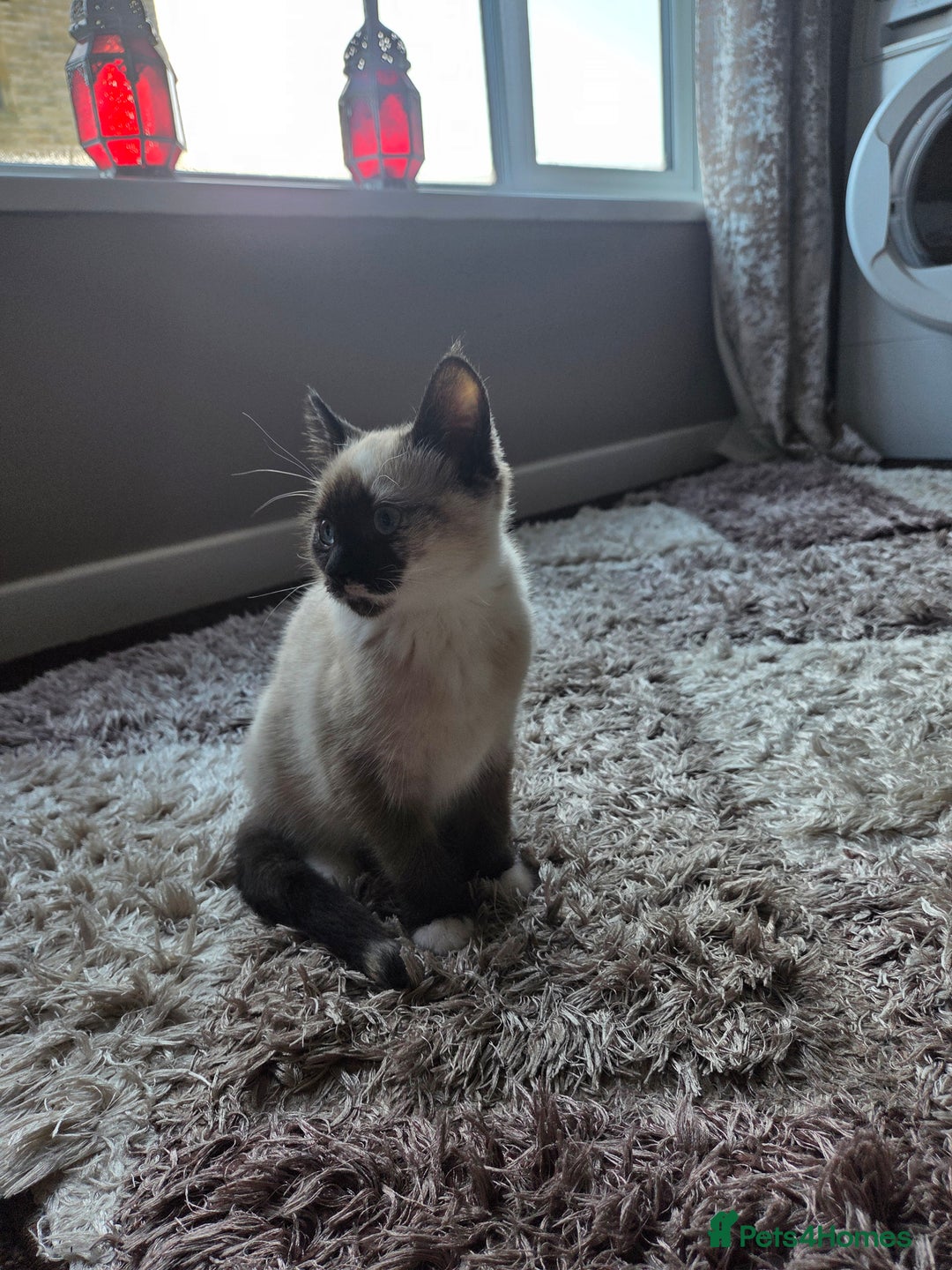 Siamese cats for sale: Siamese kitten - Advert 4