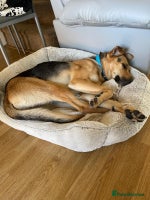 Mixed Breed dogs Stunning Alfonz ready for love - Advert 3