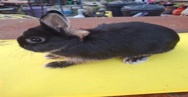 Netherland Dwarf rabbits - Advert 12