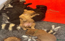 Miniature Poodle dogs for sale: KC reg miniature poodles, 5* licensed  - Image 2