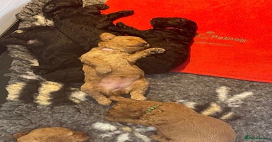 Miniature Poodle dogs - Advert 1
