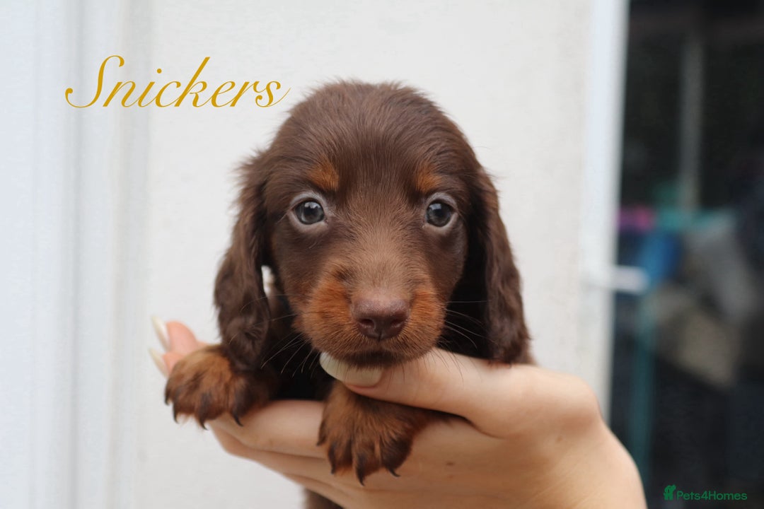 Miniature Dachshund dogs for sale: Long Haired Miniature Dachshunds😍 - Image 4