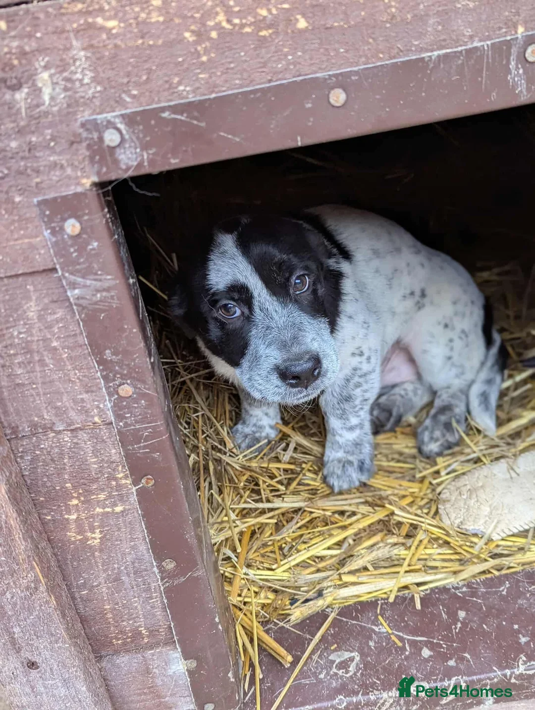 Mixed Breed dogs for adoption: Roly  - Advert 3