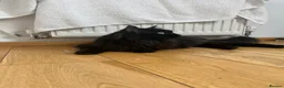 Ragcoon cats for sale: REHOMING NEEDED STUNNING RAGCOON - Advert 6