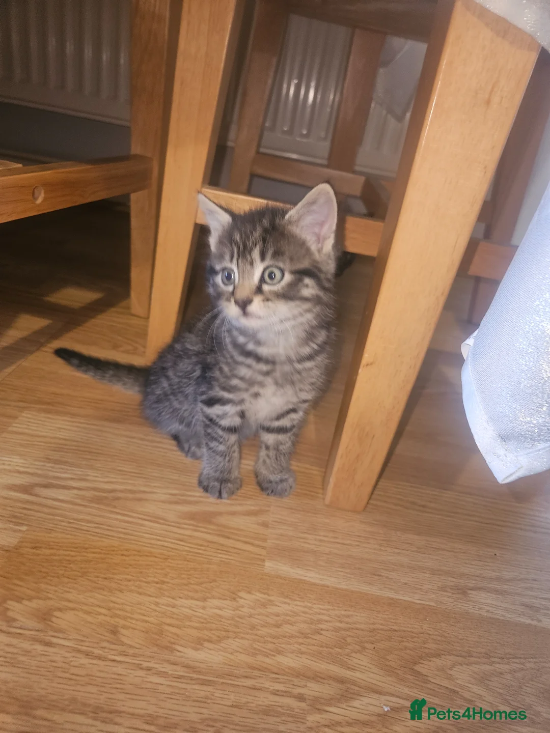 Mixed Breed cats for sale: 9 Week Old Kittens - Mixed Litter in Thetford - Advert 9
