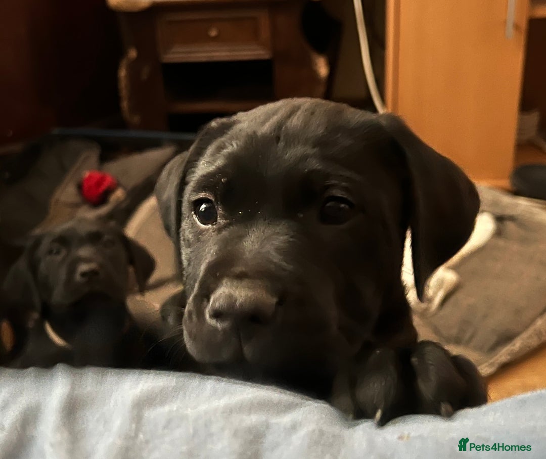 Labrador Retriever dogs for sale: Beautiful Labrador  - Image 5