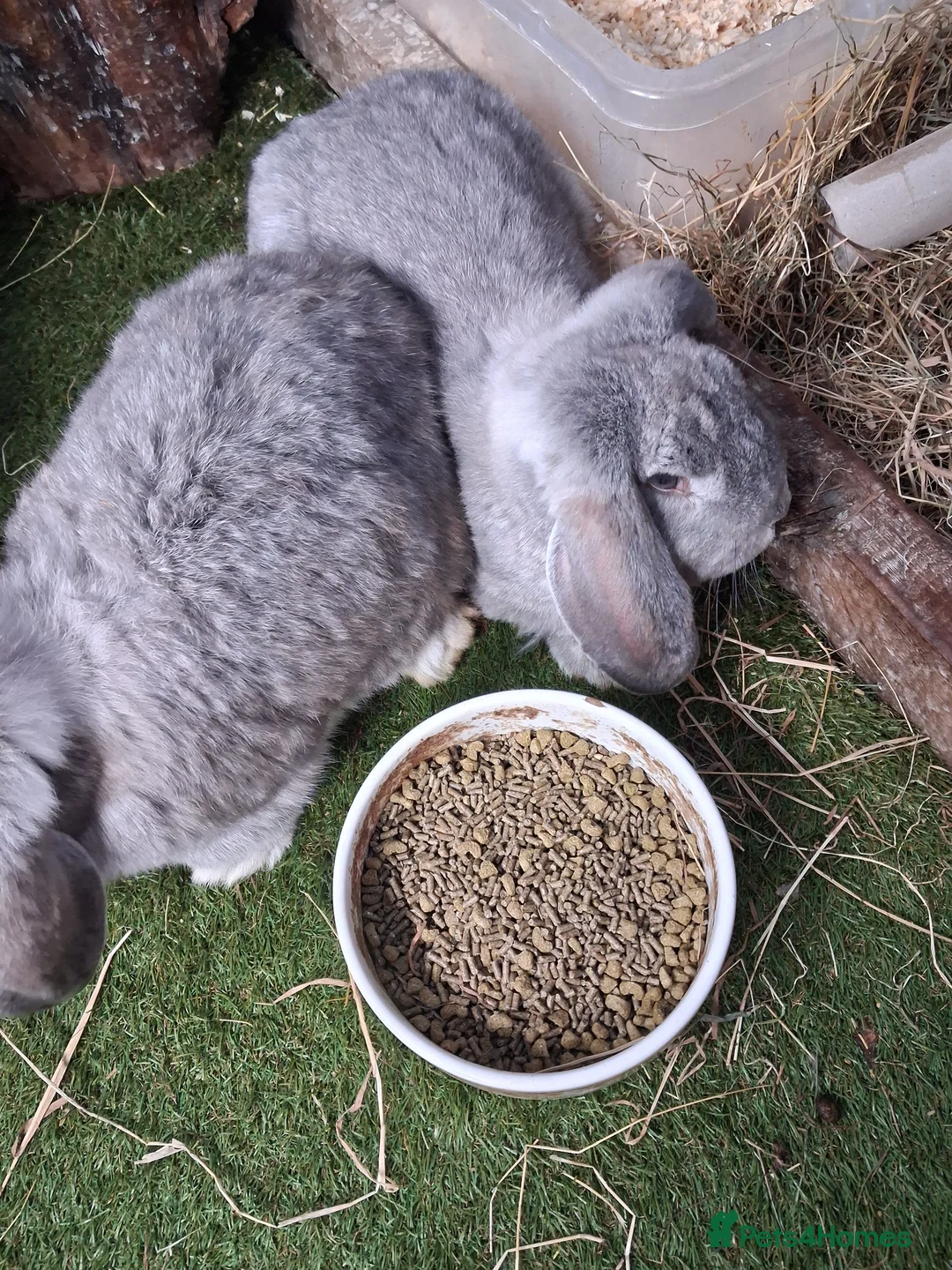 French Lop rabbits for sale: French lop bunnies - Advert 13