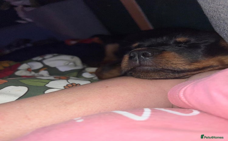 Rottweiler dogs Gorgeous Male Rotty Pup for Sale! Ready to Leave - Advert 2