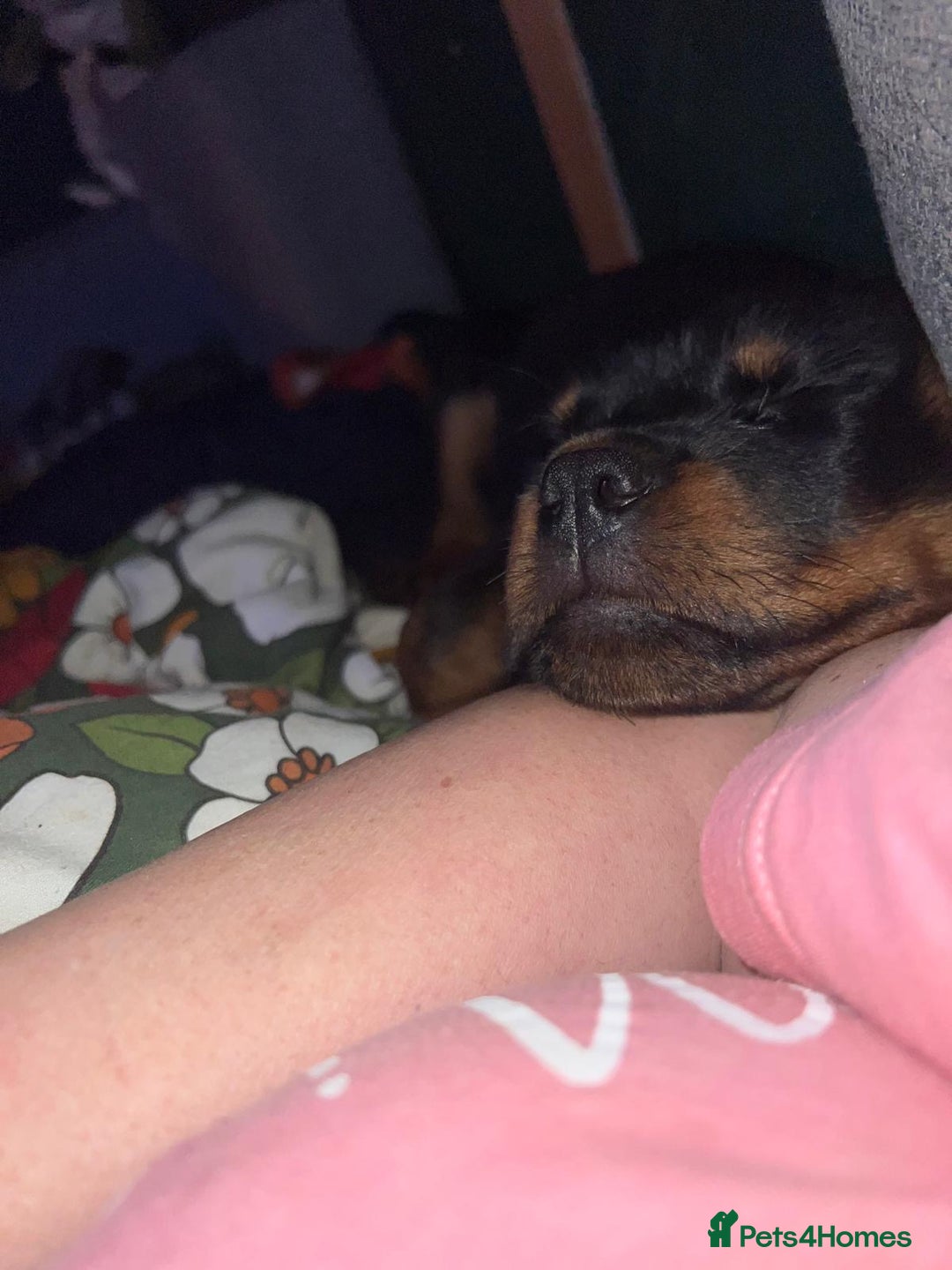 Rottweiler dogs for sale: Gorgeous Male Rotty Pup for Sale! Ready to Leave - Advert 1