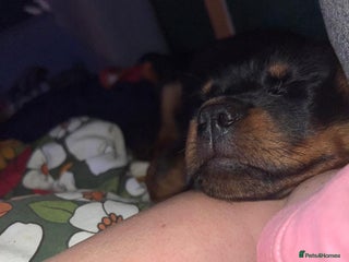 Rottweiler dogs for sale: Gorgeous Male Rotty Pup for Sale! Ready to Leave - Advert 1
