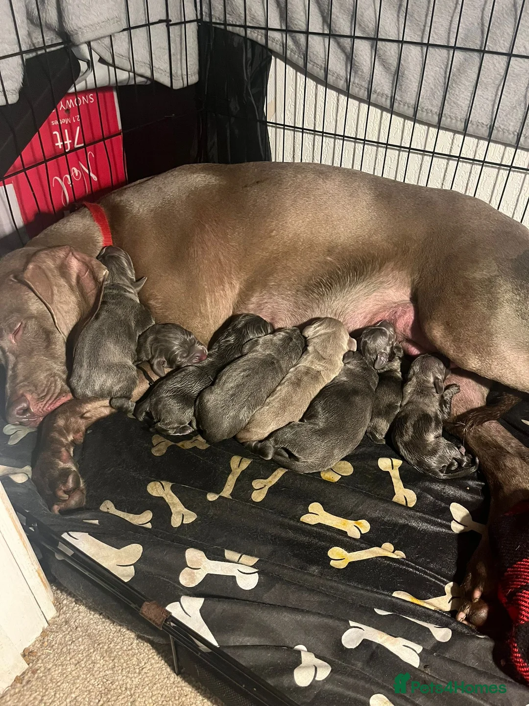 Weimaraner dogs for stud: Handsome Blue Weimaraner Available for Stud Proven in Leyland - Advert 10