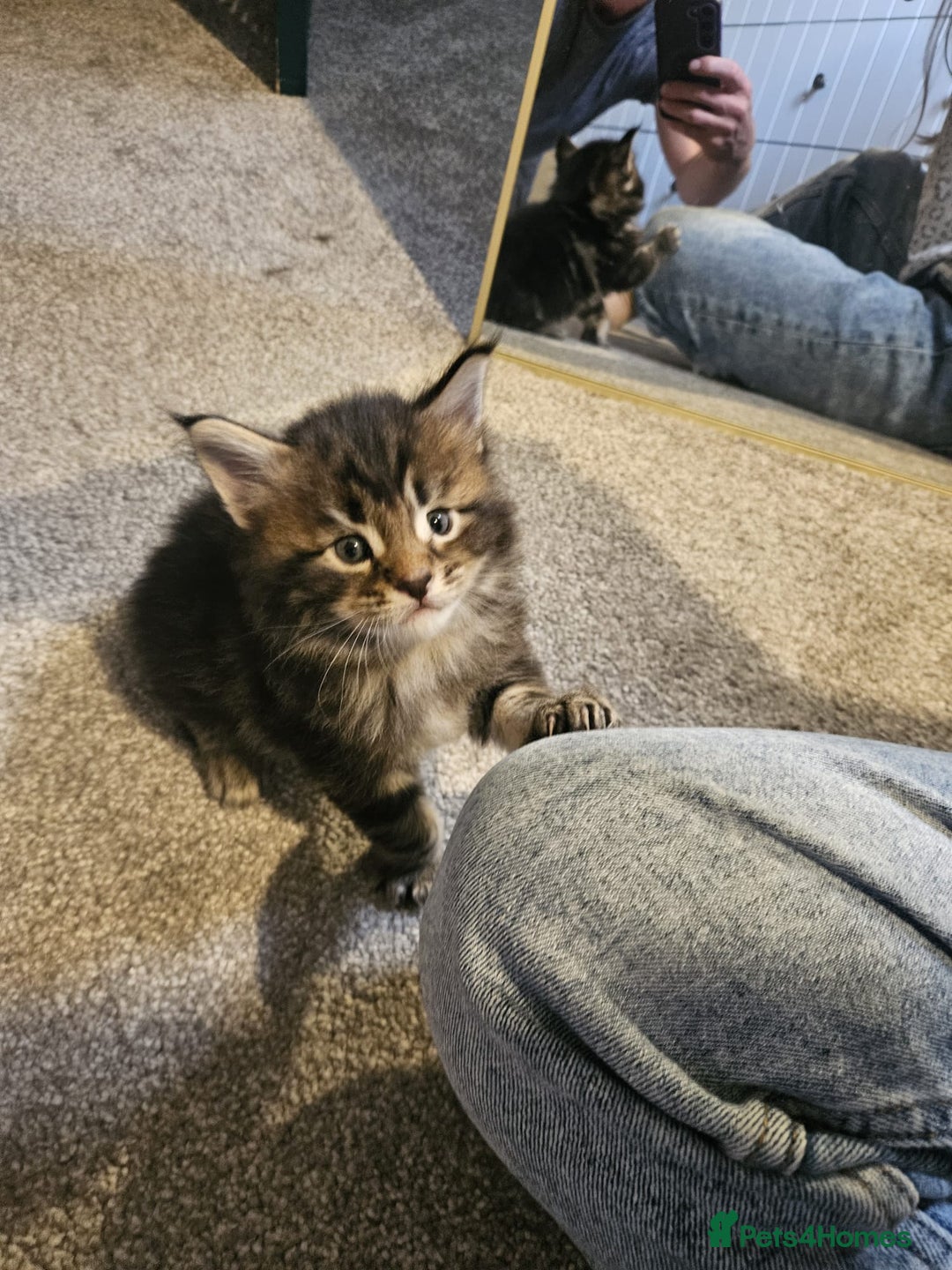 Maine Coon cats for sale: Male Mainecoon  - Image 6
