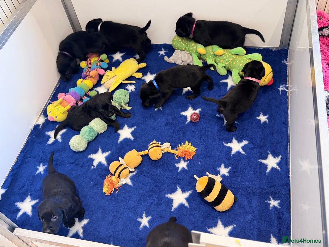 Labrador Retriever dogs for sale: Gorgeous KC Registered Labrador Retriever Puppies - Image 25