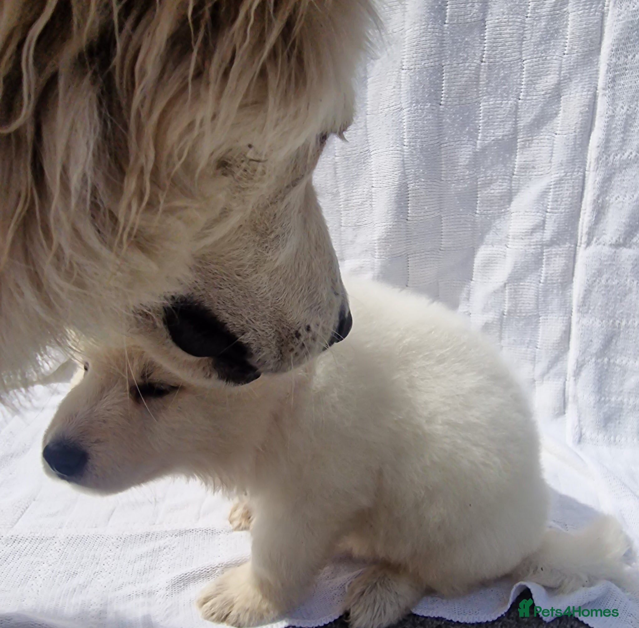 German Shepherd dogs 🔥White GSD Puppies - Ready 11th June🔥 - Advert 1