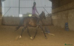 British Warmblood horses for sale: Wish - A willing summer project  in Cwmbran - Image 4