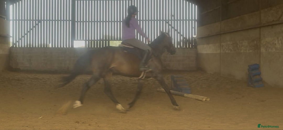 British Warmblood horses for sale: Wish - A willing summer project  in Cwmbran - Image 4