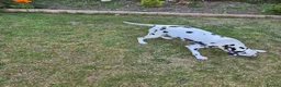 Dalmatian dogs for sale: Litter of pure Dalmatian puppies - Advert 2