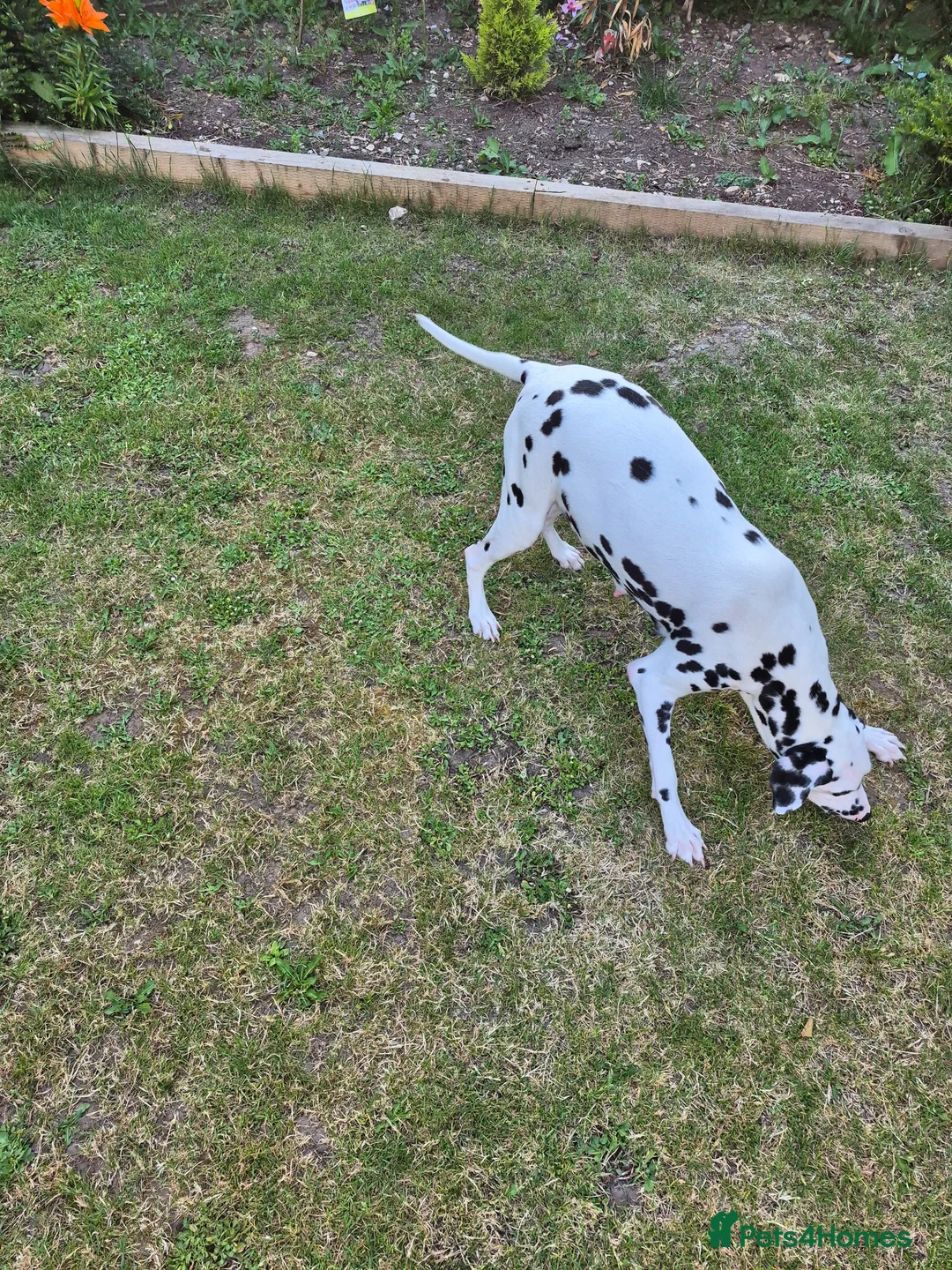 Dalmatian dogs for sale: Litter of pure Dalmatian puppies - Advert 2
