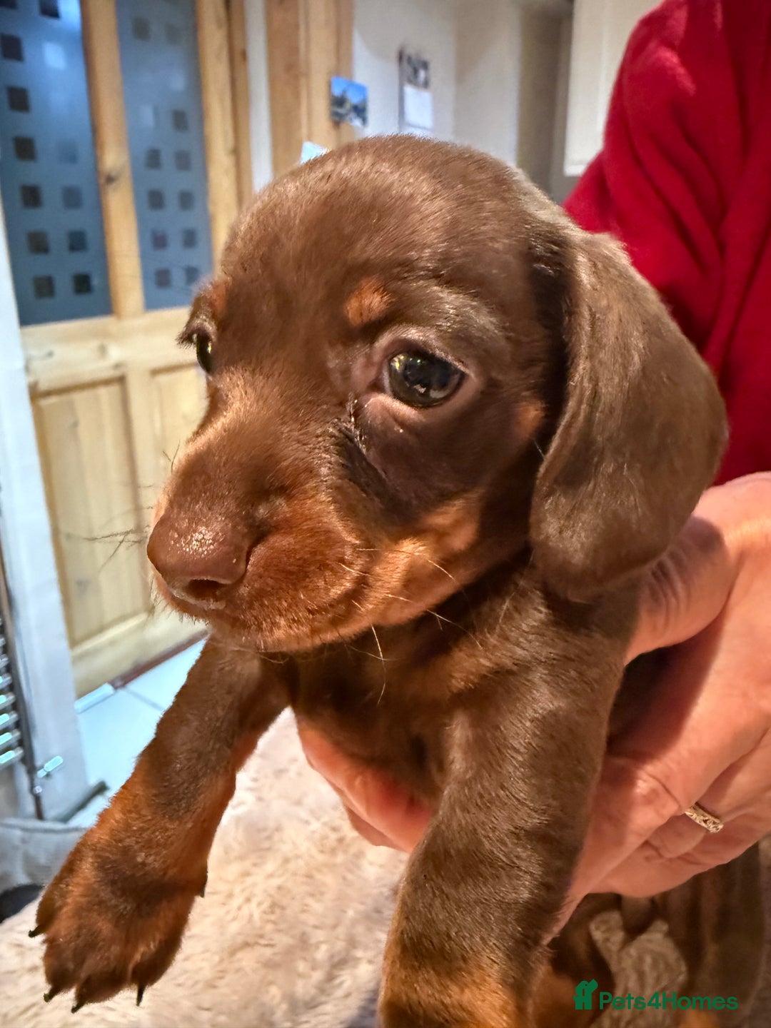 Miniature Dachshund dogs for sale: Miniature Dachshund puppies for sale - Advert 16