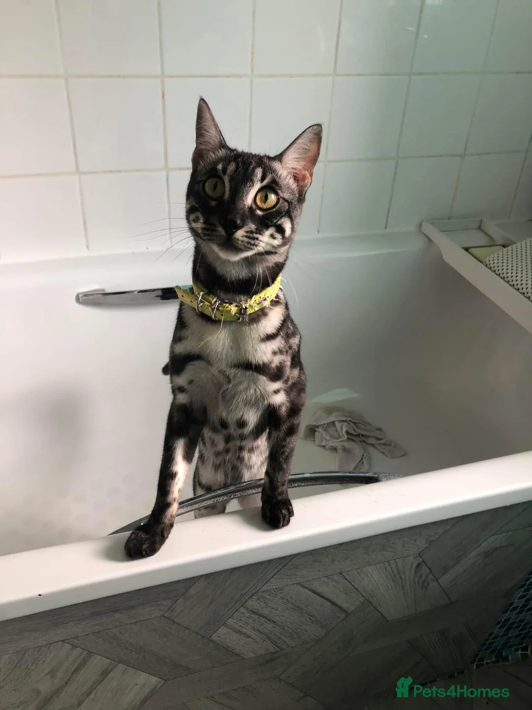 Bengal cats for sale: Silver Charcoal Rosetta Bengal - Advert 8