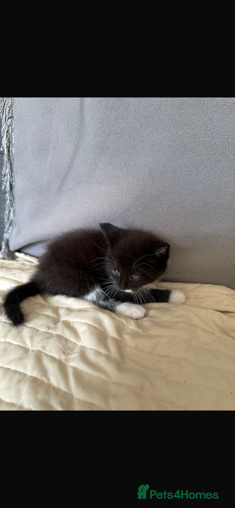 Mixed Breed cats Mixed breed Persian/donestic shorthair kitten  - Advert 1