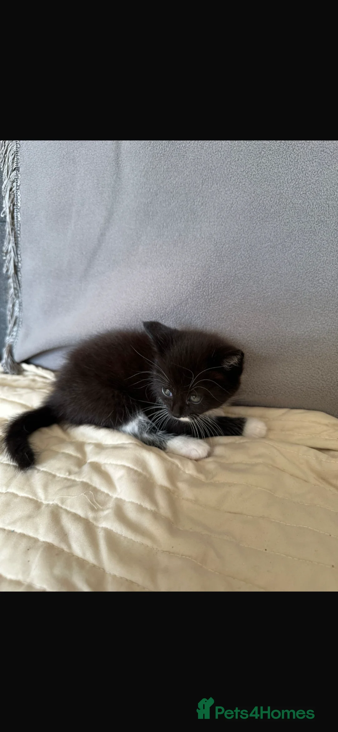 Mixed Breed cats for sale: Mixed breed Persian/donestic shorthair kitten  - Advert 1