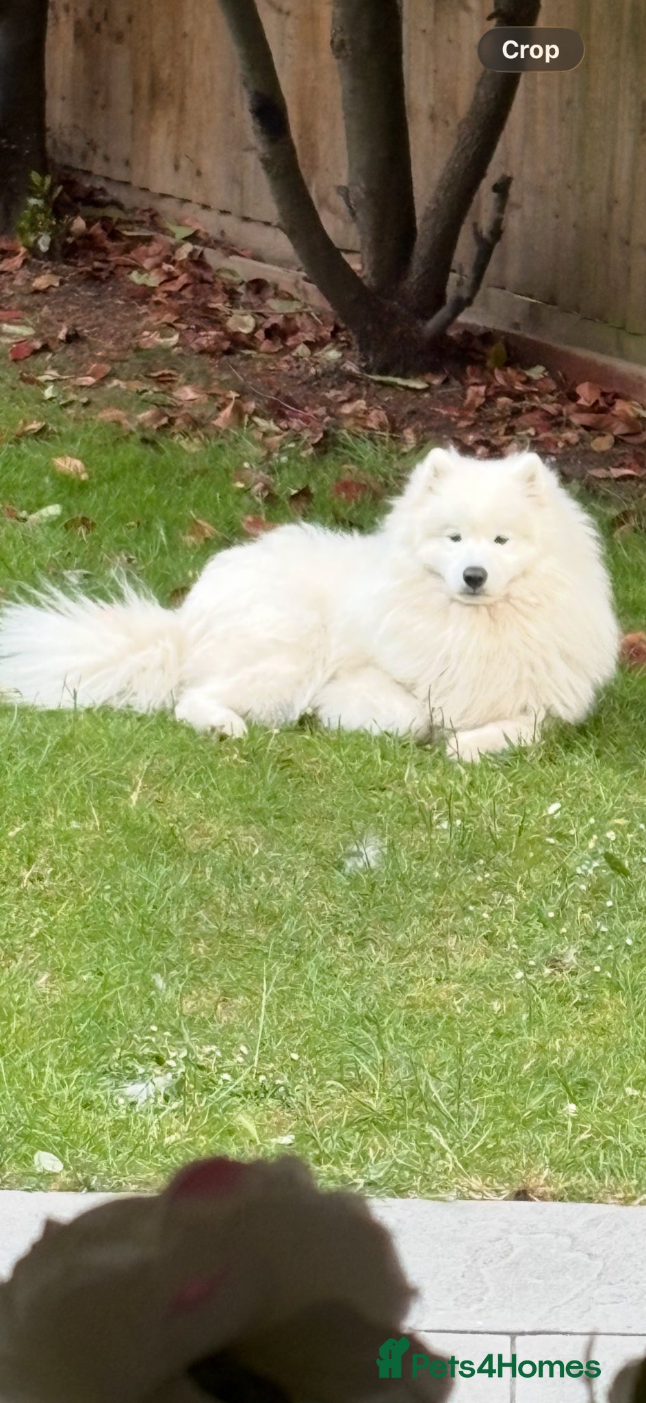 Samoyed dogs for sale: 1 year old Samoyed  - Advert 1