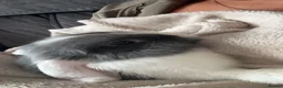Mini Lop rabbits for sale: Mini lop rabbit/cage/accessories - Advert 4
