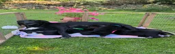 Mixed Breed dogs for sale: Labahoula x Collie-Lab puppies  - Advert 6