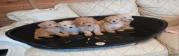 Cavapoo dogs for sale: Cavapoo F1b puppies  - Advert 22