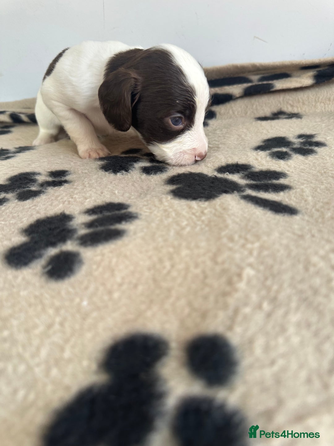 Cocker Spaniel dogs for sale: Working Cocker spaniel puppies  - Image 25
