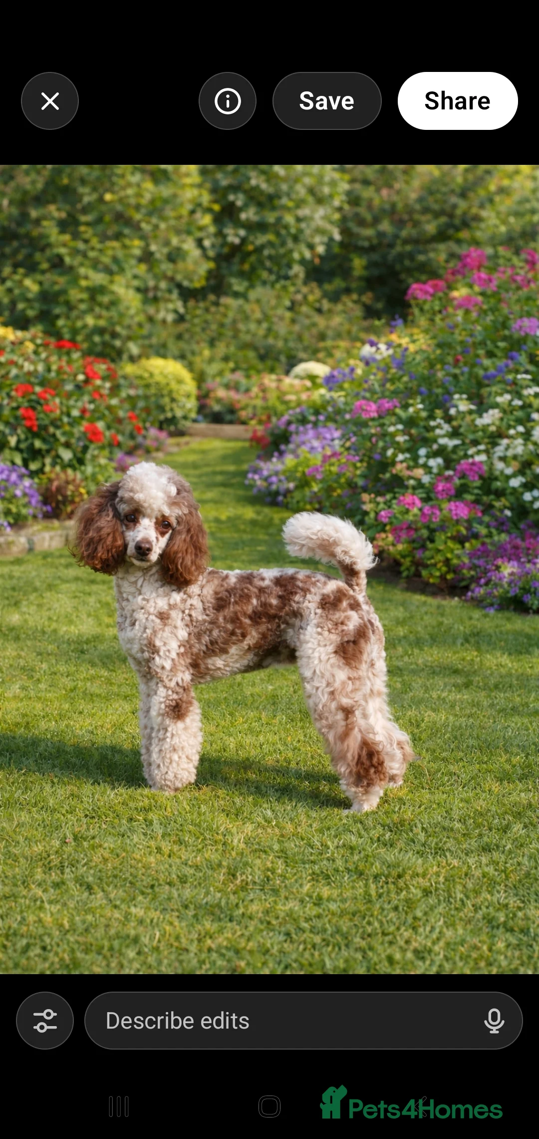 Poodle dogs for stud:  CHOCOLATE MERLE PHANTOM CARRYING PARTI - Advert 2