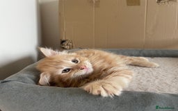 Mixed Breed cats for sale: 5 Fluffy Half Maine Coon kittens - Advert 27