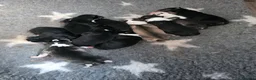 Siberian Husky dogs for sale: Yakutian Laika puppies  - Advert 9