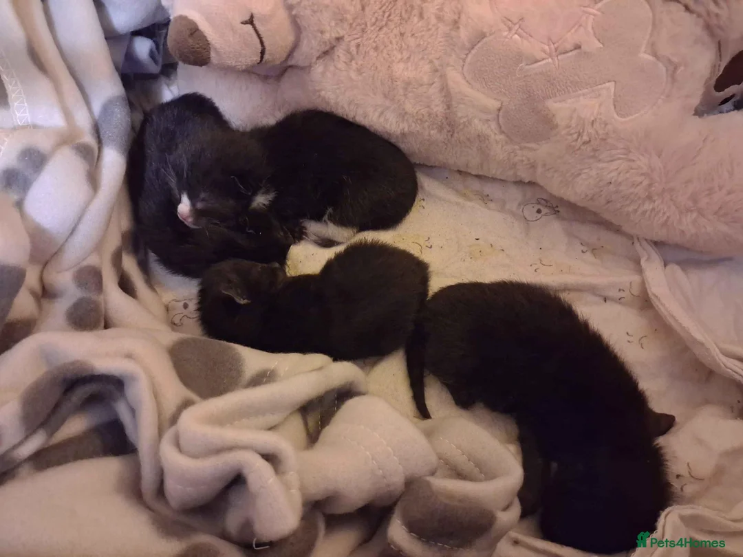 Mixed Breed cats for adoption: ADOPTION: Macaroon - Advert 6