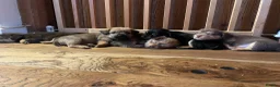 Jack Russell dogs for sale: Much wenlock rough coated Jack Russell’s  - Advert 3