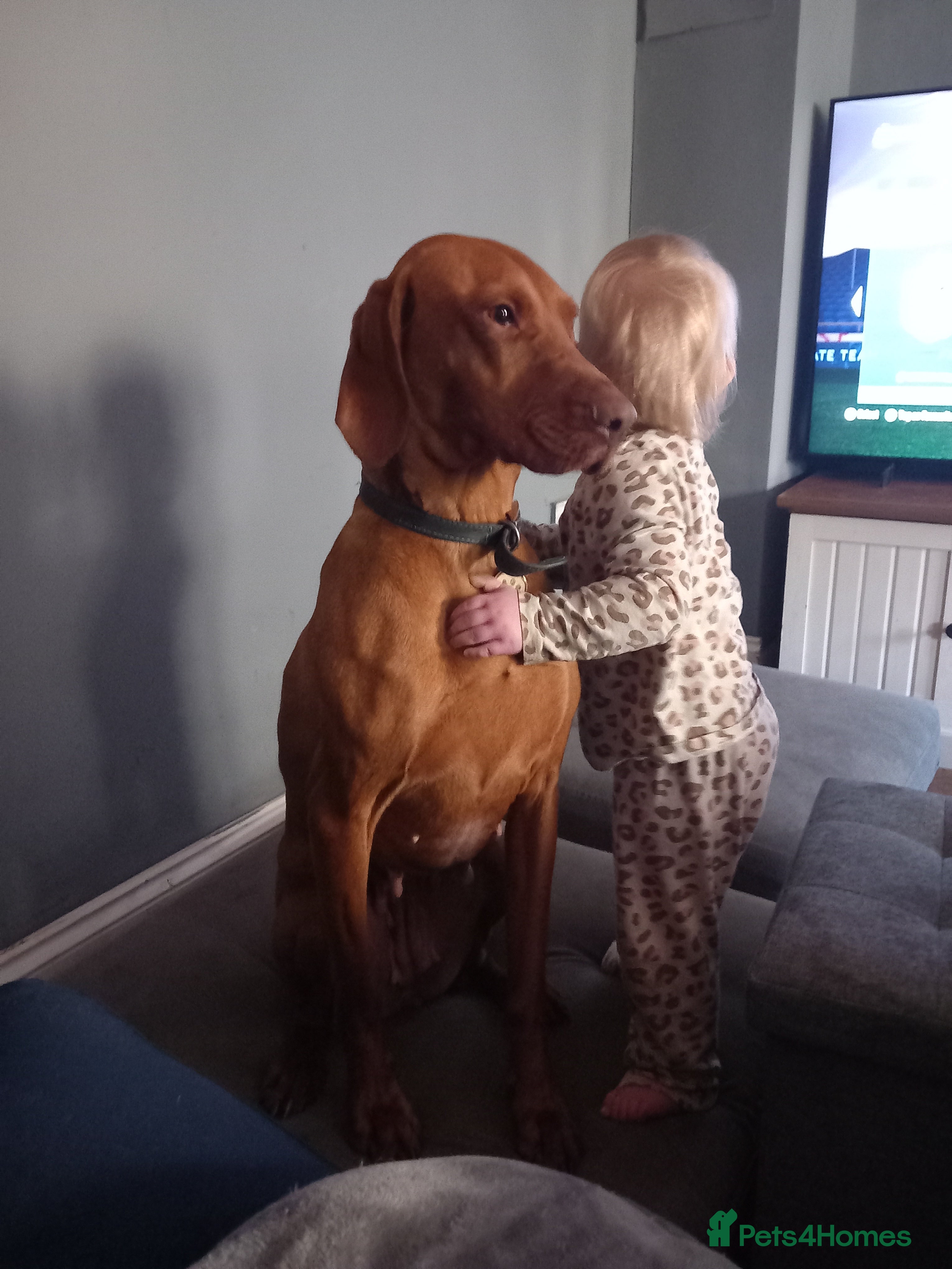 Hungarian Vizsla dogs Lovely Vizsla looking for loving home - Advert 1