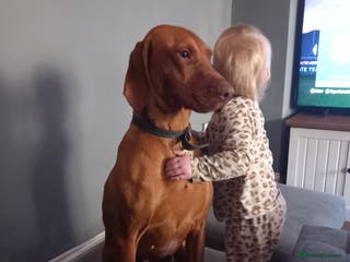 Hungarian Vizsla dogs Lovely Vizsla looking for loving home - Advert 2