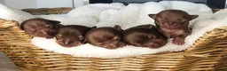 Chihuahua dogs for stud: Chocolate Tri  for stud in Ipswich - Advert 10