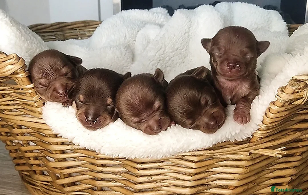 Chihuahua dogs for stud: Chocolate Tri  for stud in Ipswich - Advert 10