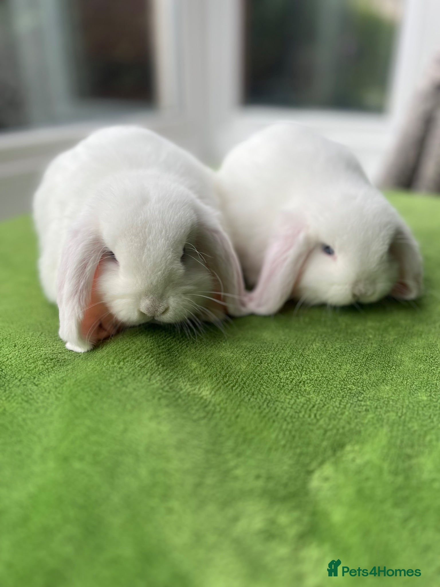 Mini Lop rabbits Baby Mini Lop Girls 8 weeks old - Advert 18