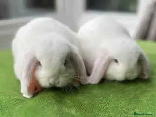 Mini Lop rabbits Baby Mini Lop Girls 8 weeks old - Advert 18