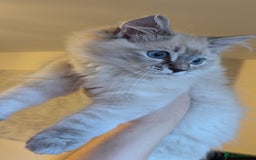 Ragdoll cats for sale: Beautiful blue lynx girlie.  - Image 15