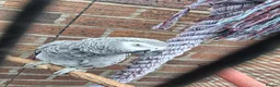 Parrots birds for sale: African grey - Advert 3