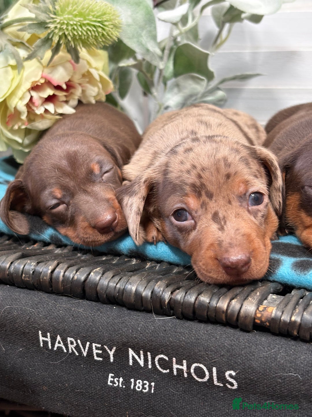 Miniature Dachshund dogs for sale: Miniature Daschund KC. PRA-OI-CRD-PRA-NCL - Image 28