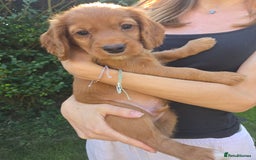 Cocker Spaniel dogs for sale: Working cocker spaniel pups - Image 7