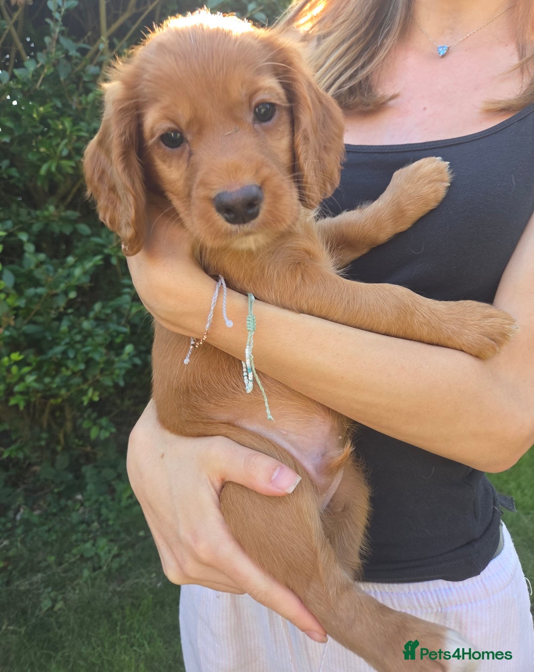 Cocker Spaniel dogs for sale: Working cocker spaniel pups - Image 7