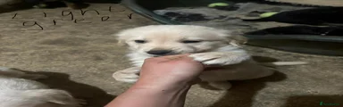 Golden Shepherd Puppy 12