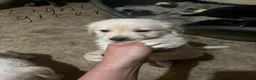 Golden Shepherd dogs for sale: Golden Shepherd puppies for sale!!  - Advert 13