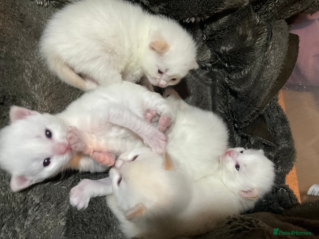 Ragdoll cats for sale: DoB:18/7/25& 14/11/25 Ragdoll Kittens Purebred - Advert 4